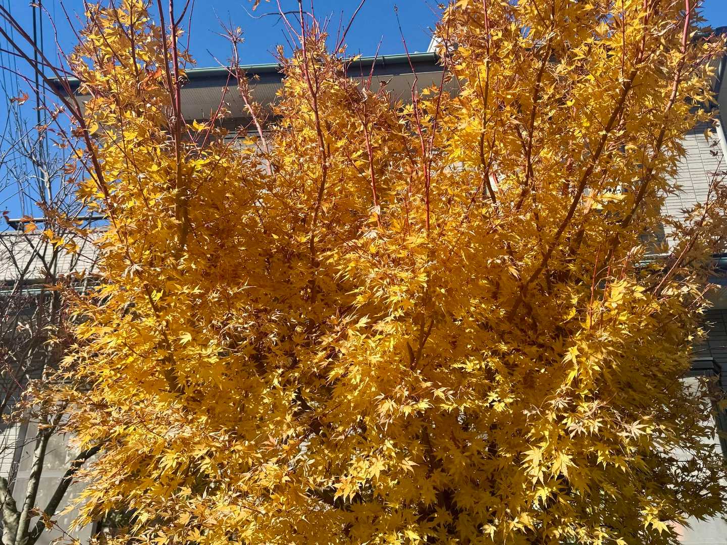 民家の紅葉🍁
