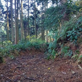 次の山へ。

耕されたようなふっかふかの道を進む。
ずっとご褒美みたいな道だなぁ。