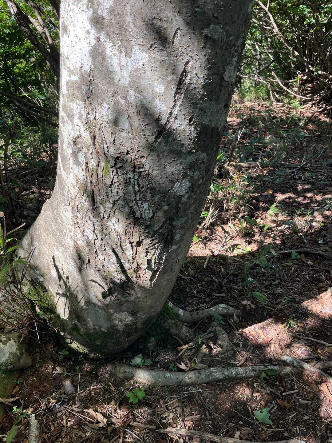 古い熊🐻の爪痕