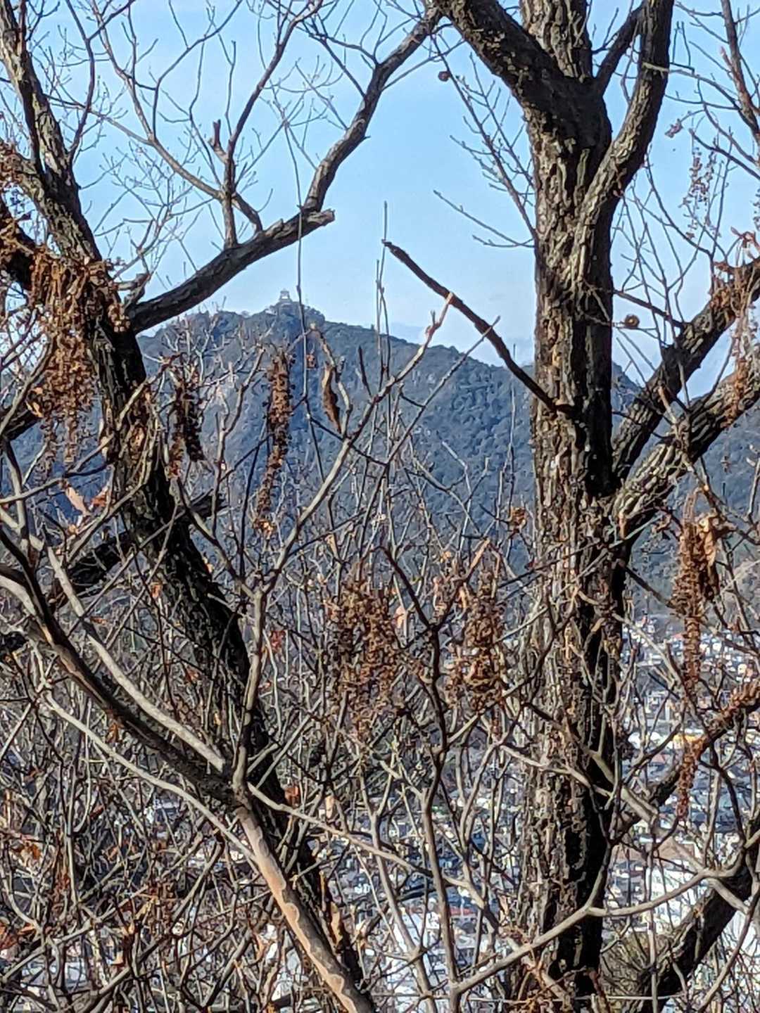 西に金華山🏯