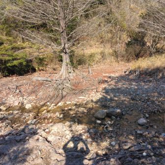 ダム湖に流れ込む川を渡ります