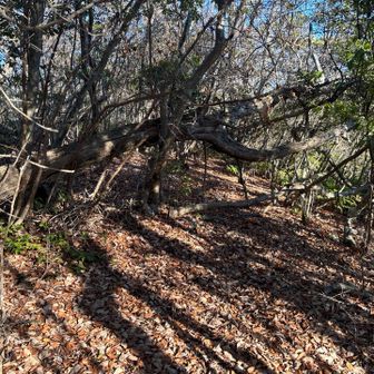 ピークまでもう少し