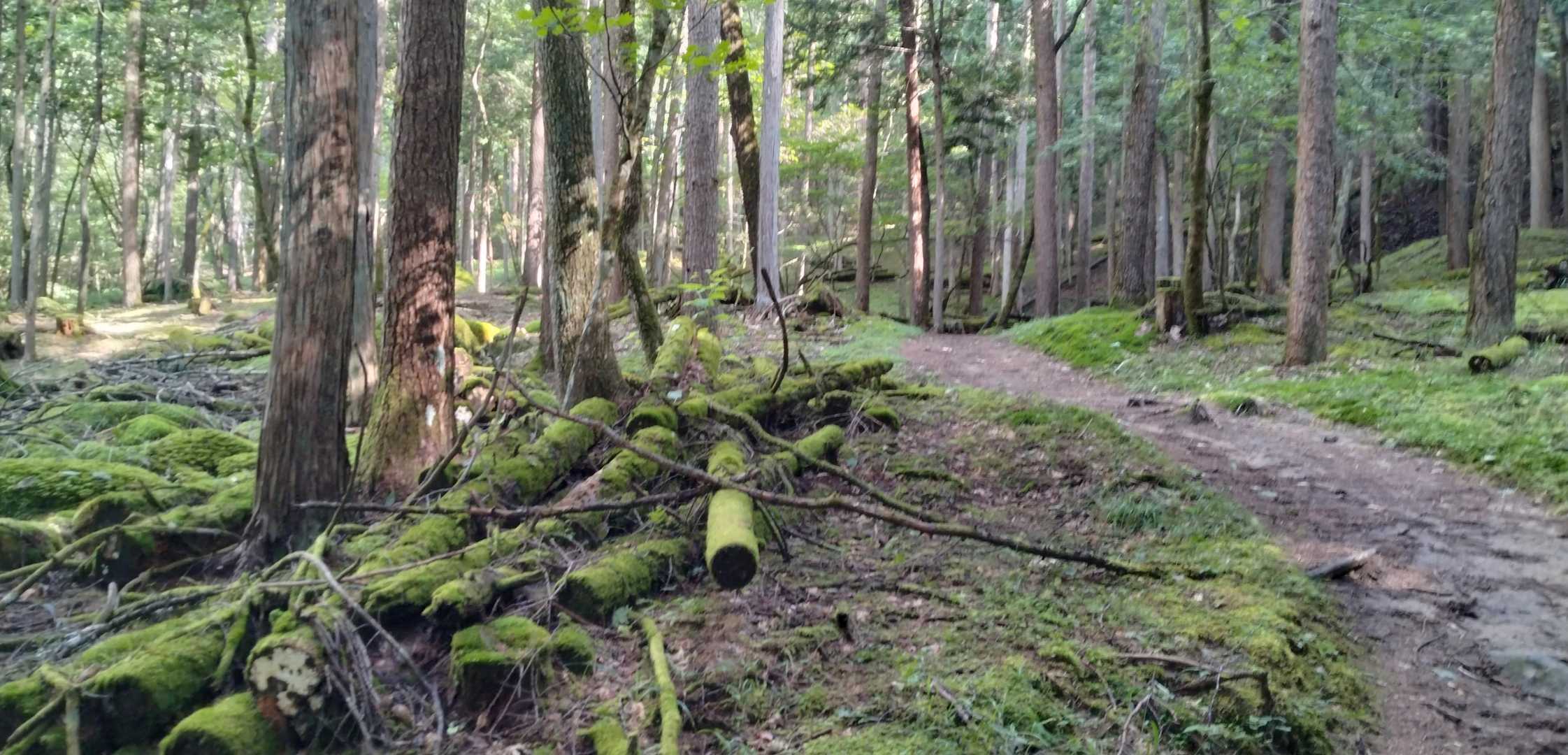 歩き易い道。