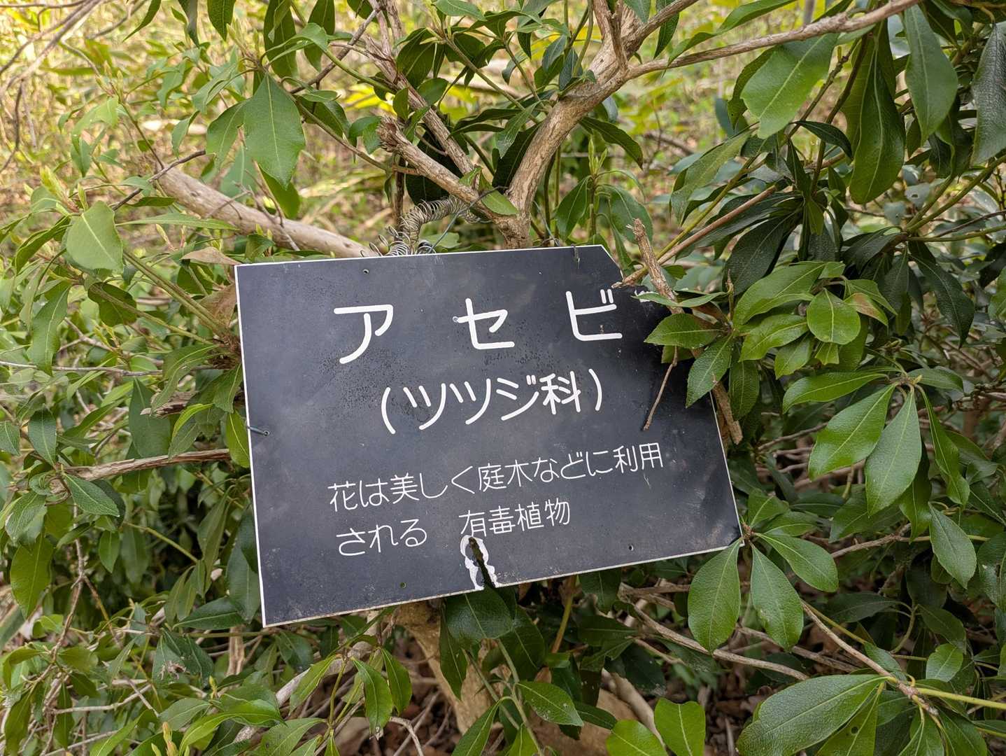 アセビって有毒なんだ😳
咲いてなくても勉強になるね～
