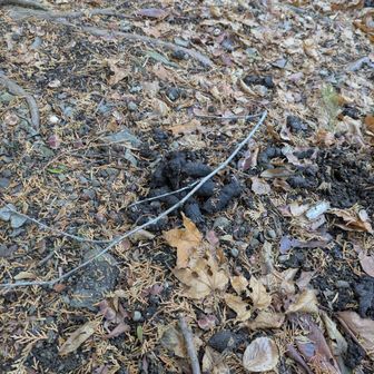 早速糞。この量は熊？
※たぬきのためぐそですね