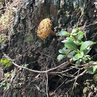 傘が木のようなキノコ。(スギタケらしい)