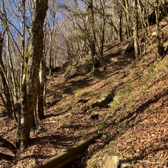 さぁここからは未知の世界。枯葉がサクサクで気持ちいい。