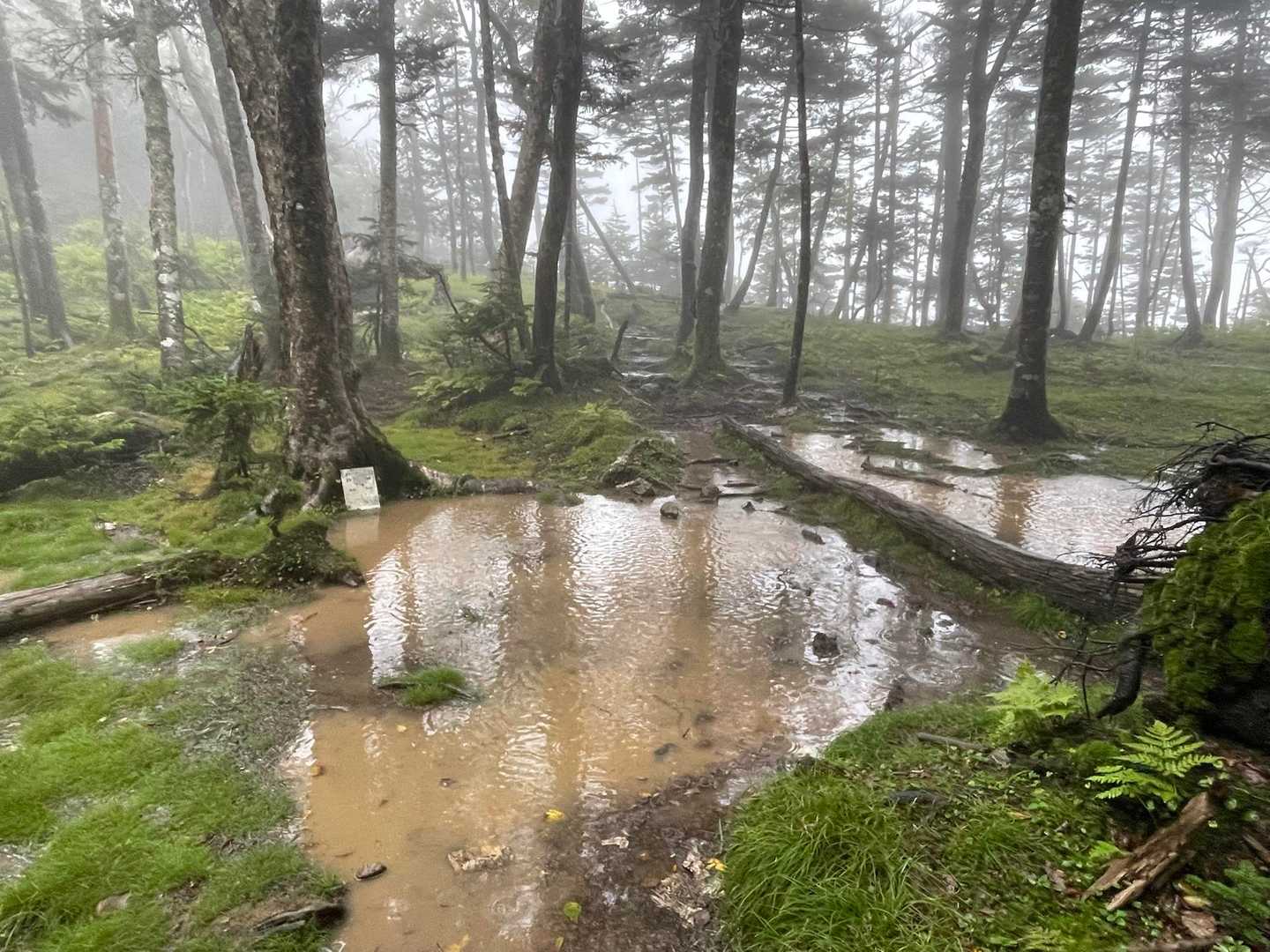 登山道には随所に水溜りが出来ている。