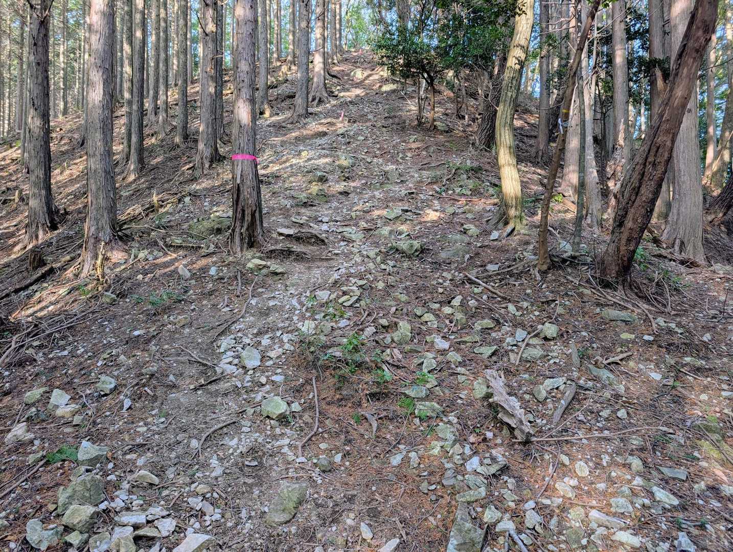 尾根に乗ると、ぐっと斜度が上がる💦
