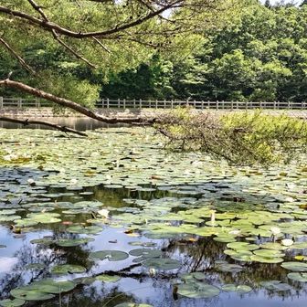 …何も考えずに流されて行くカモを見てたら次のお山に向かう予定も　膳棚山はーも〜いーや〜ってなっちゃった。下山しますょ〜🎒