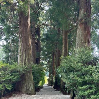 参道脇には巨大な杉
