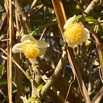 チャノキ
よし！12月もがんばろー🤗