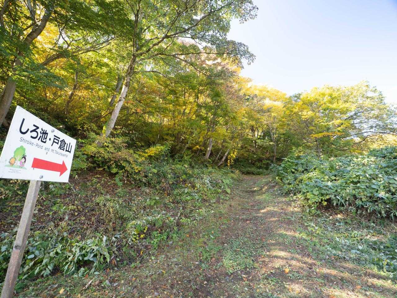道路を歩いてもしろ池までいけるけどどんぐりの小径で