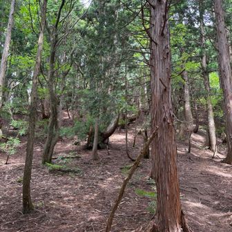 ここから登りに