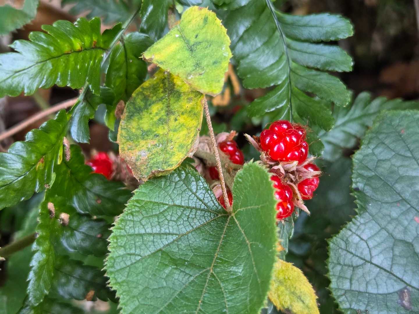かわいいイチゴ🍓