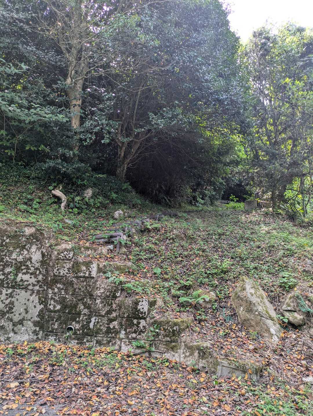 山頂間近で山道らしき入口発見。この道は蜘蛛の巣5連チャン、払っても払ってもきりがありません💦おとなしく車道を選べばよかったにゃ〜🙀