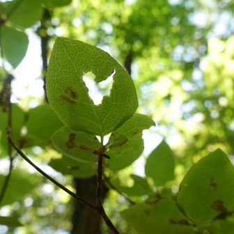 ハートの虫食い葉っぱ見つけてくれた🌿