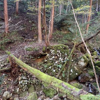 対岸の石垣のところでしょうか。