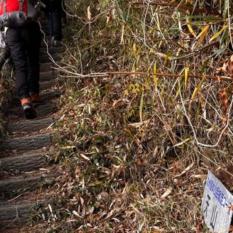 車道からの登山口です。