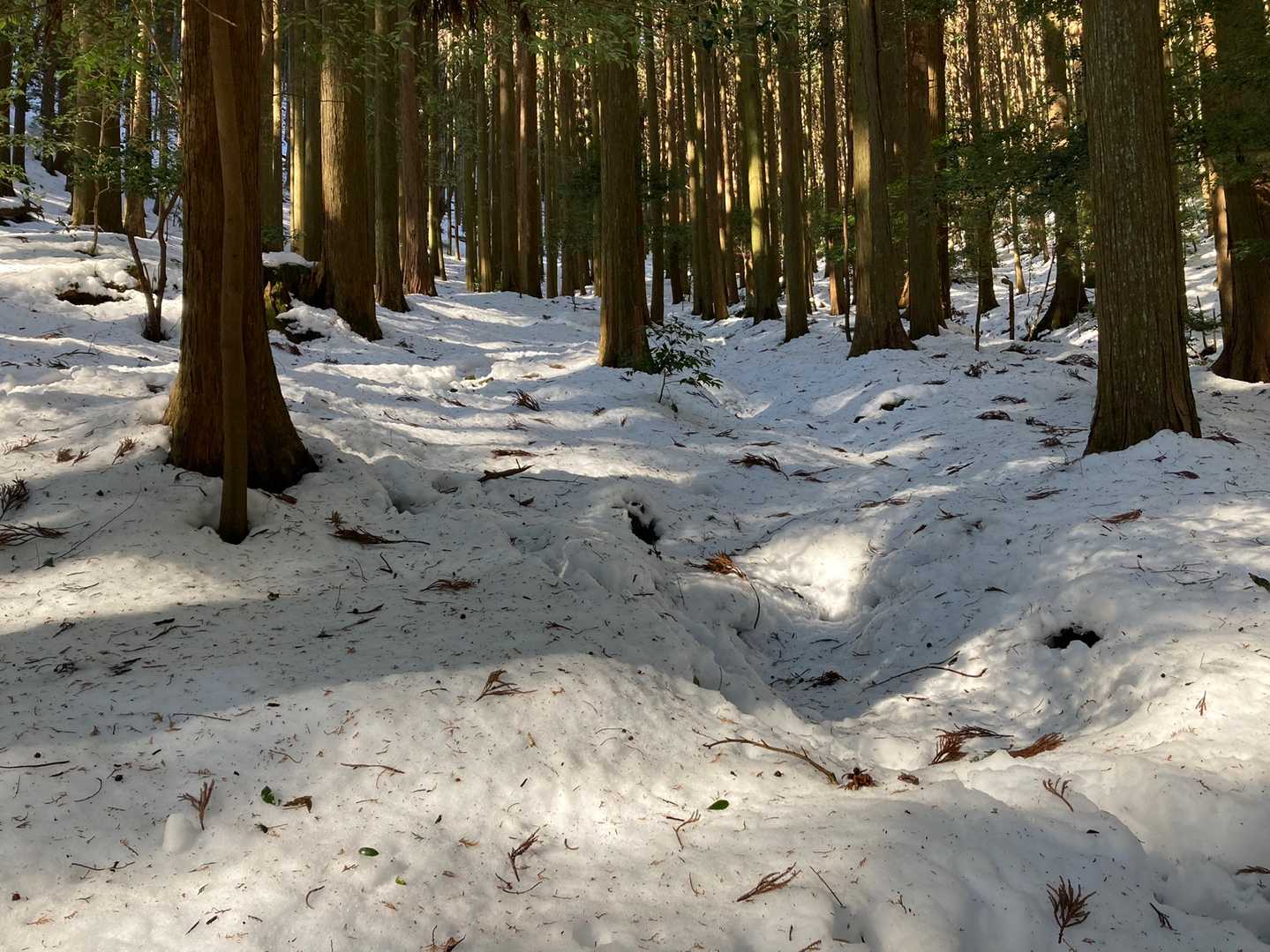 まだまだ雪が残っとるなー