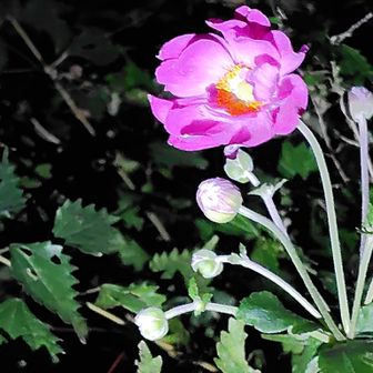 秋明菊