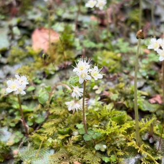 僅かに紅いのみっけ！