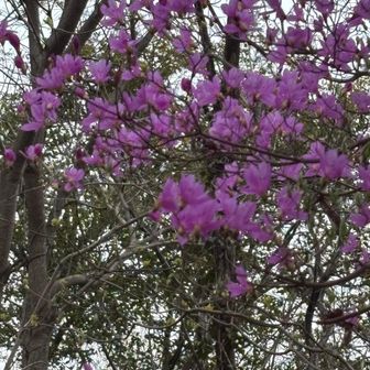 コバノミツバツツジ