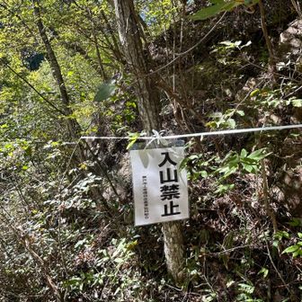 マツタケの季節になると、この辺りにロープが張られます    林農業協同組合
松の木（赤松）がいっぱい枯れてます⤵️