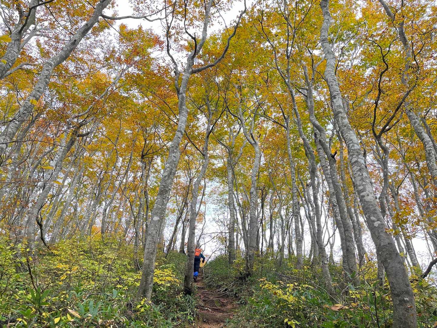 帰路の勝原ルート
ブナの紅葉🍁もきれい🤩