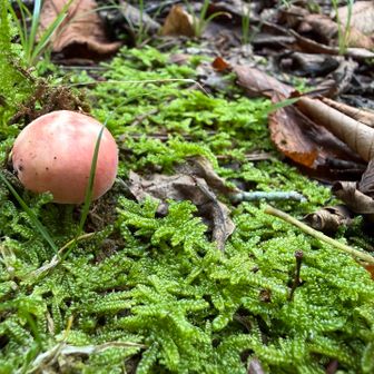 🍄ニオイコベニタケ？
コロンとまんまるな傘が可愛い💕