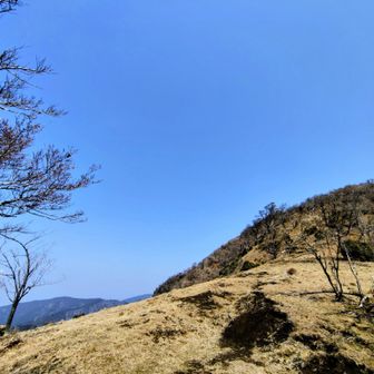 鞍部からだと富士の霊峰は右側の馬場平に隠れていて確認できない💦見えていてくれる事を願って🙏足早に愛鷹山山頂を目指す💪