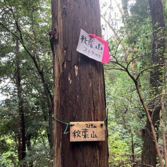 ほぼ平坦な道のりで最高でした😆
