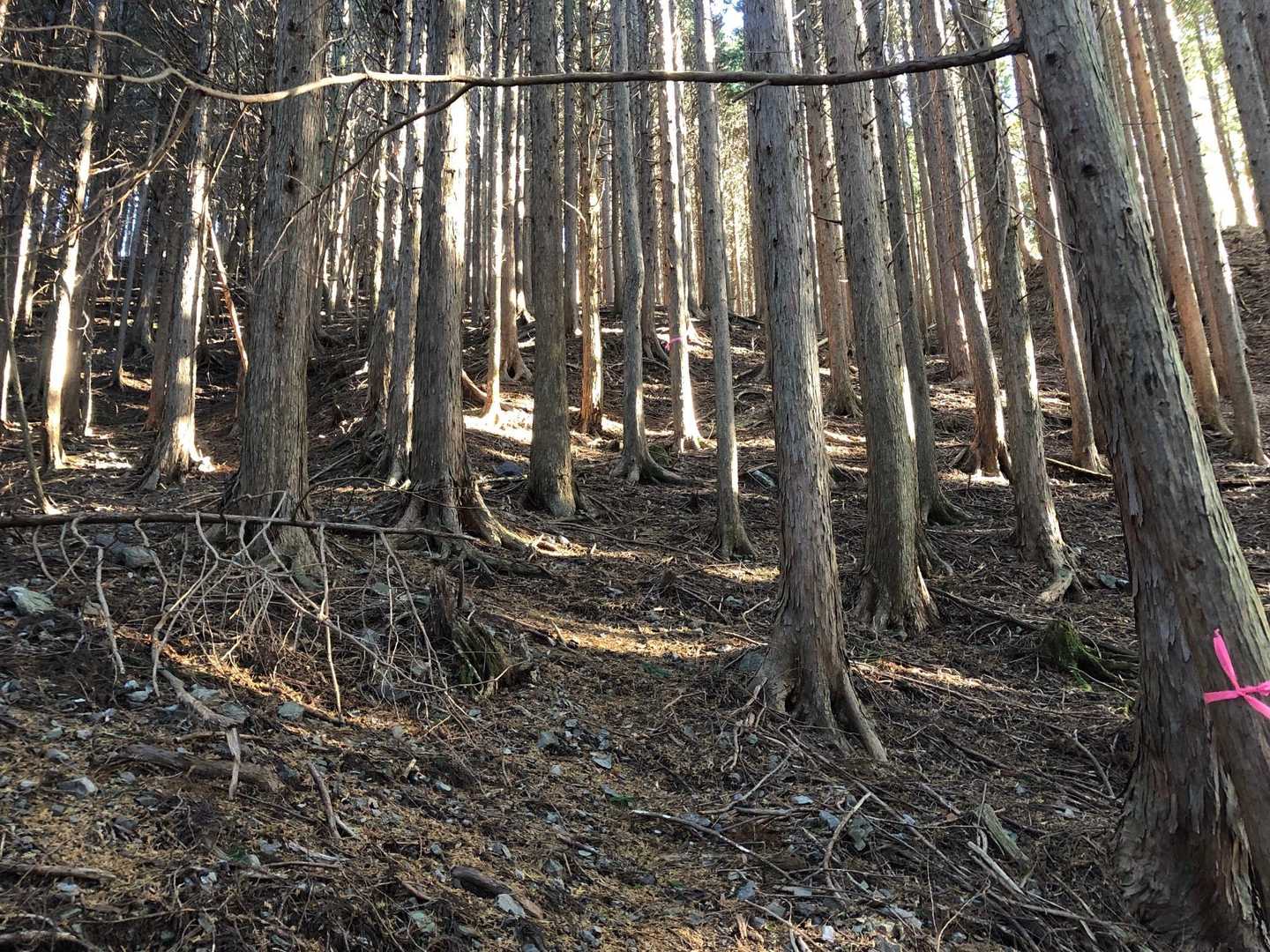 ここを登れば
山頂
のはずが...