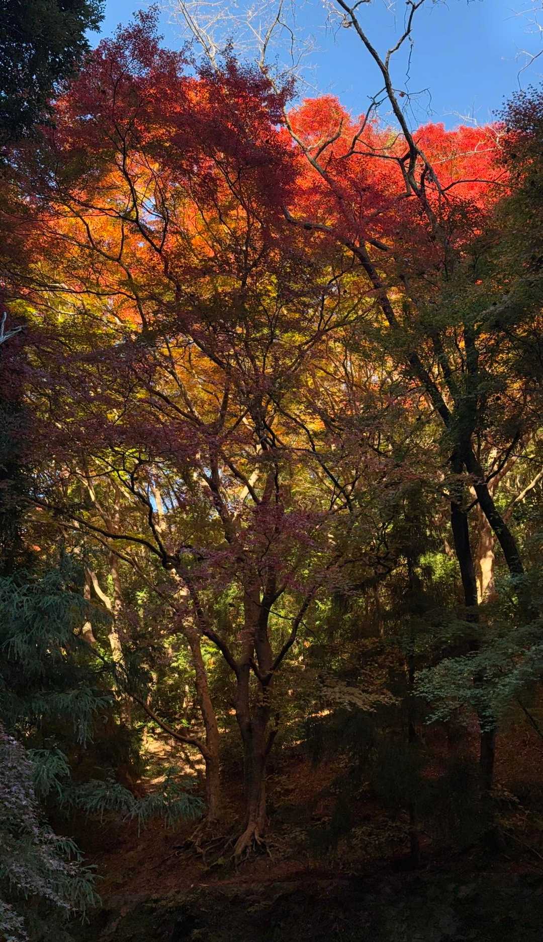 ココ、本当に凄くて、紅葉のトンネル風で
自然の赤いライトの下を歩く感じで
しかし、写真では全く伝わらない...残念