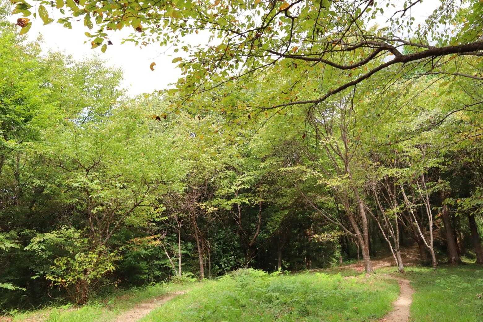 武者溜の桜の木も紅葉が進み、ヒラヒラと舞っている