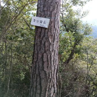 きつね山山頂にゃ