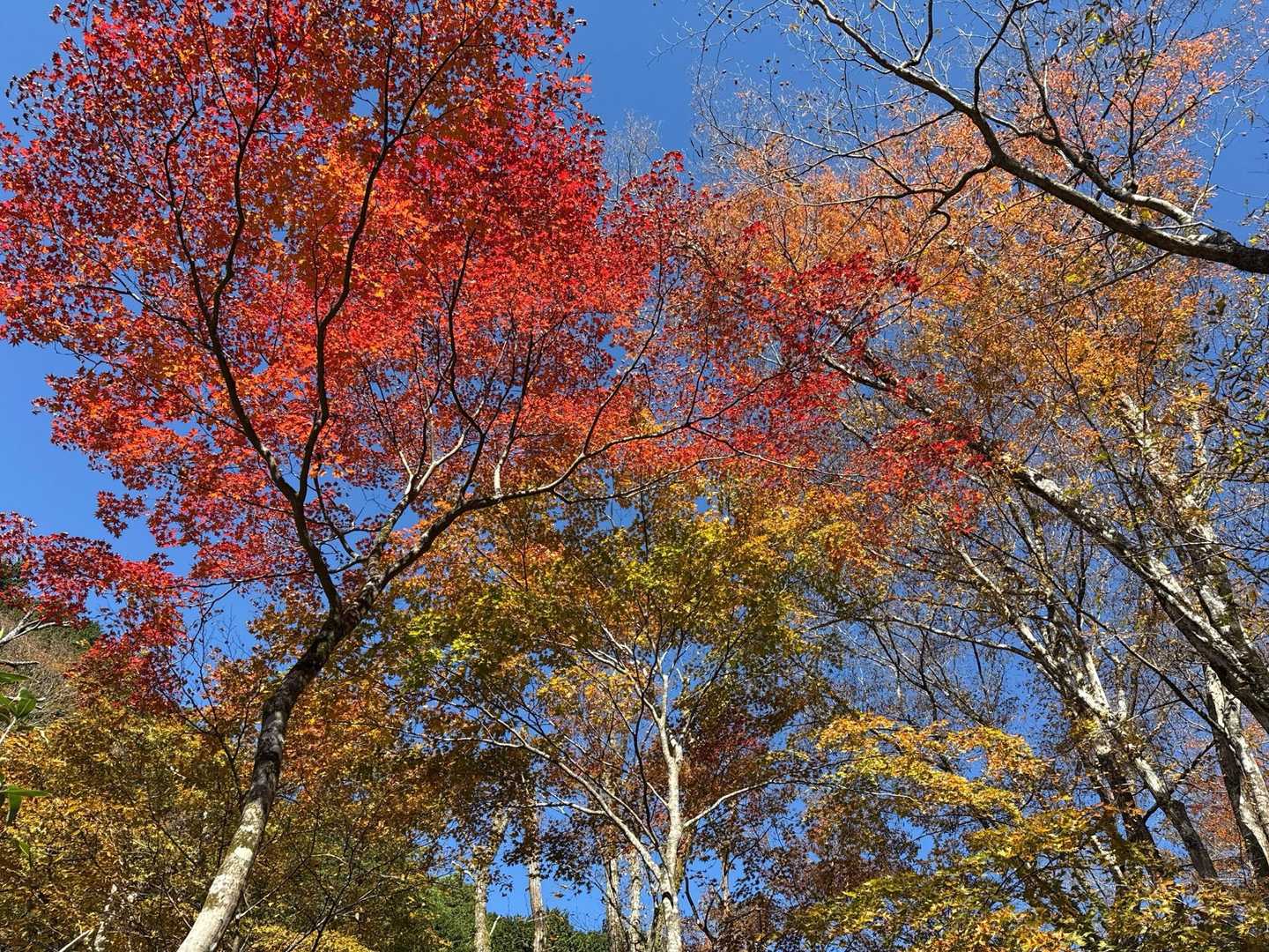 紅葉🍁✨️