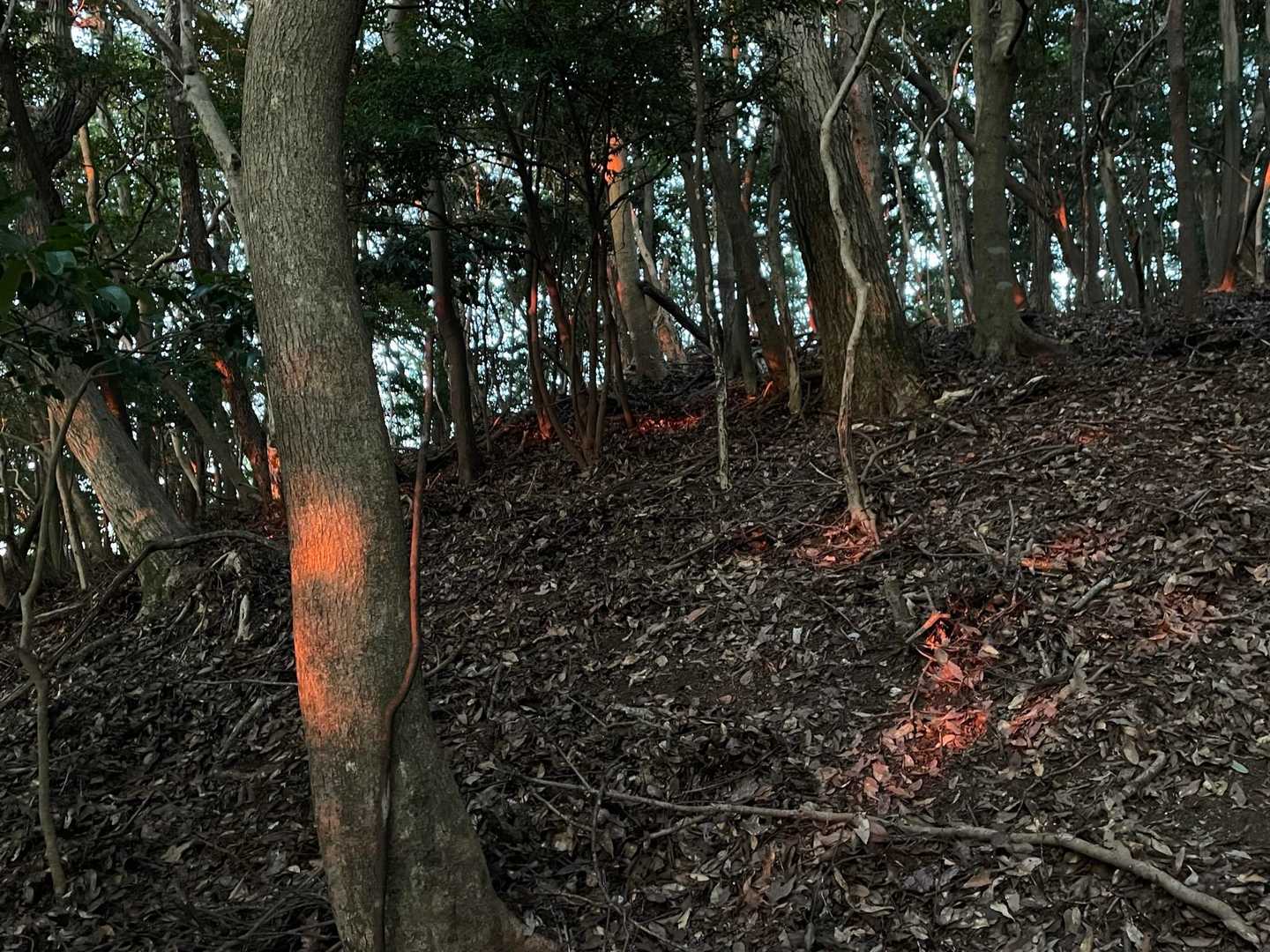 山が一部オレンジに🍊