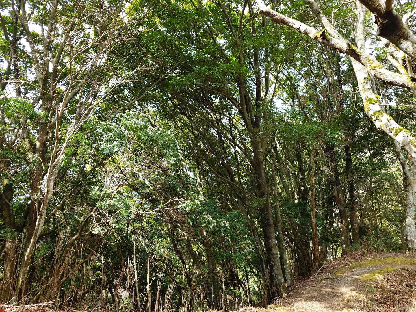 狭い尾根道