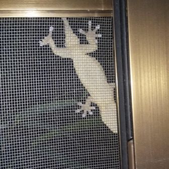 山野うさぎ