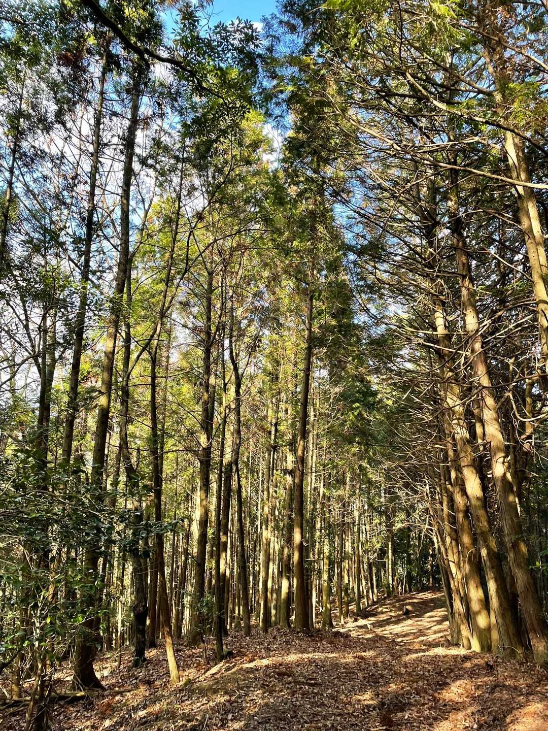 八竜山頂上を探せず下山。
スライドしたヤマッパーさんに教えていただく。
ありがとうございました。