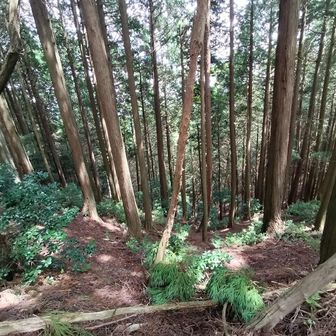 貴船神社からの涼しい風が吹き上がってきます