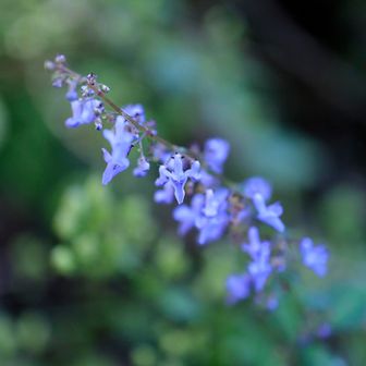 ヒキオコシかと思ったけど
やっぱりヤマハッカなのか💦
ヒキオコシは雄蕊雌蕊が花冠から突き出ている。