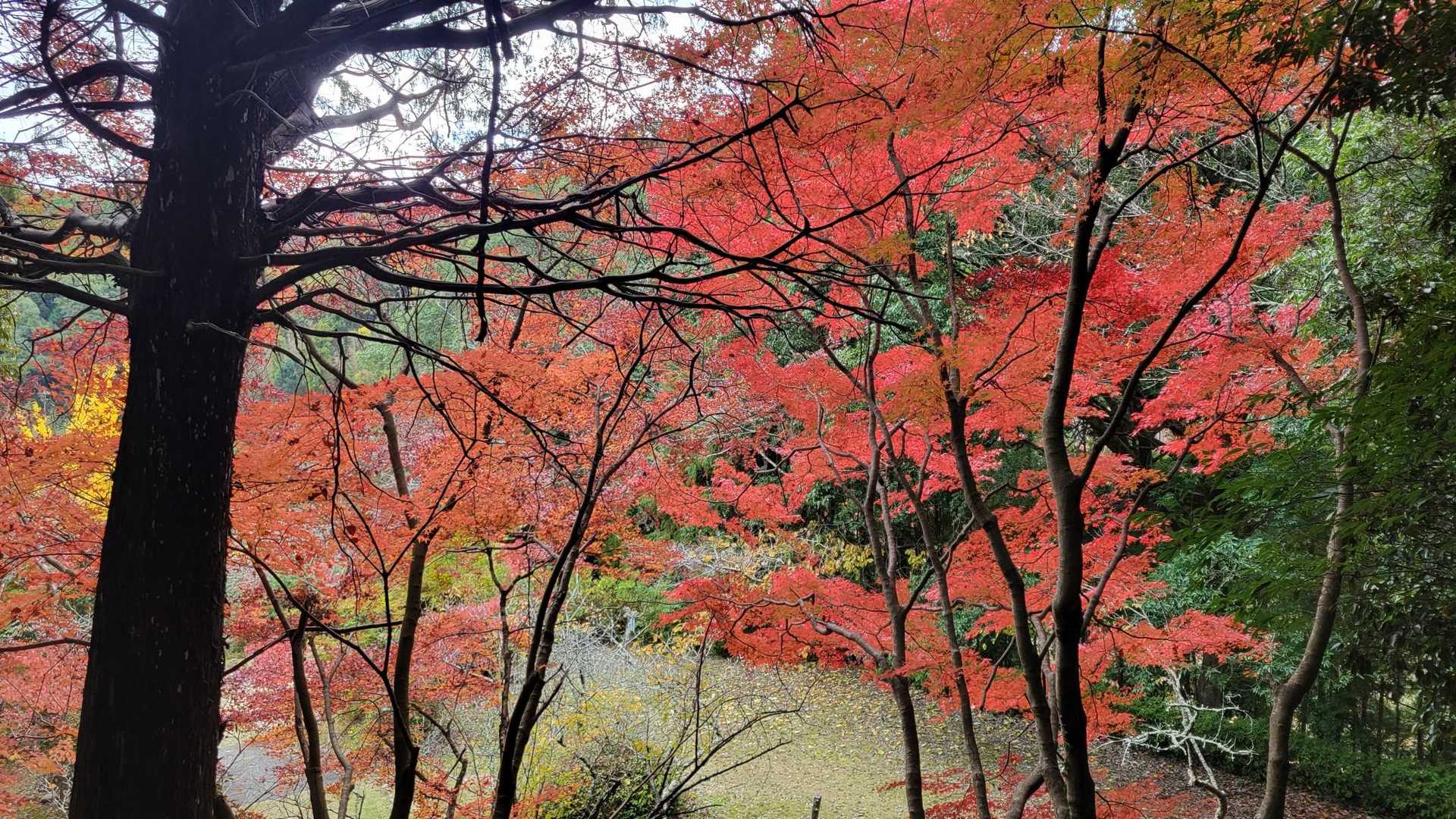 大滝渓谷へもどってきた🍁
真っ赤できれい❣️
