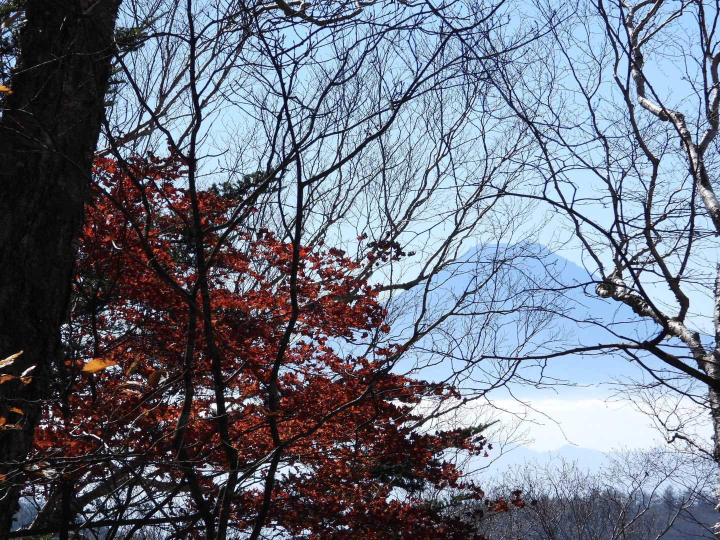 途中から、チラっと見えた富士山🗻
これは期待！
終盤の🍁とパチリ📷️