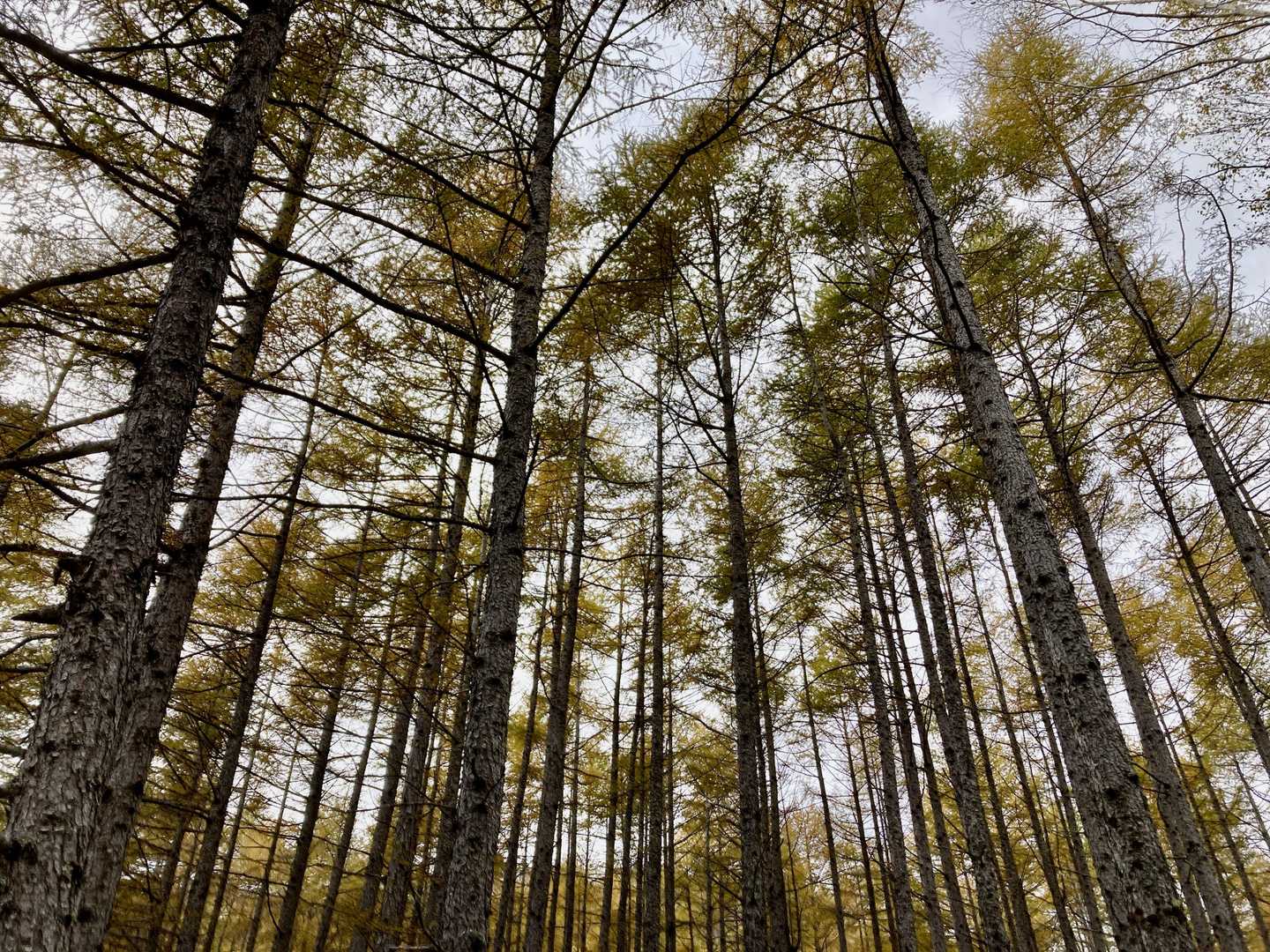 太郎山入口-太郎山登山口-山王帽子山-太郎山-梵字飯場跡 縦走コースの写真