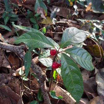 ヤブコウジ(サクラソウ科ヤブコウジ属)群生 !