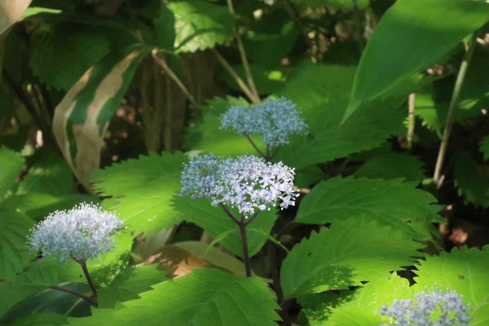 山頂にもコアジサイはいっぱい‼︎
