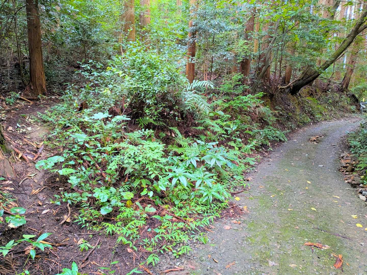すっ飛んで、丸山取り付き