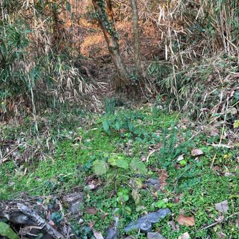 登山口でいいのか… 時間もないのでとりあえず進む。